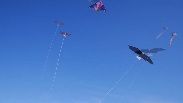 3D Bald Eagle kite from China смотреть онлайн
