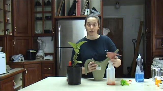 How to Make Organic Homemade Pesticide - Hot Sauce Tea смотреть онлайн
