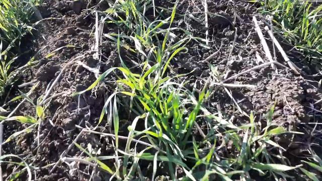 всходы самодельной сеялки. смотреть онлайн