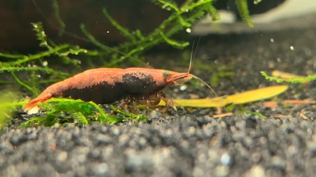 Neocaridina davidi, "Cherry Shrimp" Daphnia invasion? смотреть онлайн