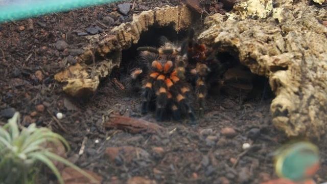 Brachypelma smithi Zeitraffer Häutung смотреть онлайн