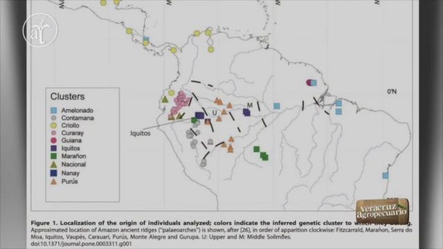 ORIGEN Y DIVERSIDAD DEL CACAO
