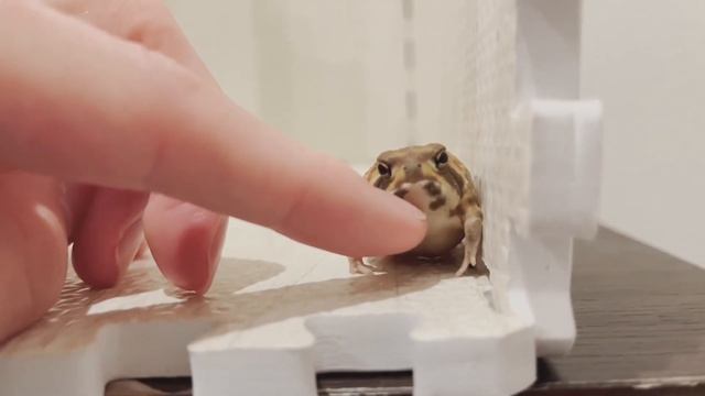 【見たことない！】あめふくら3段タワー！3匹積みあがっちゃいます。アメフクラガエル。