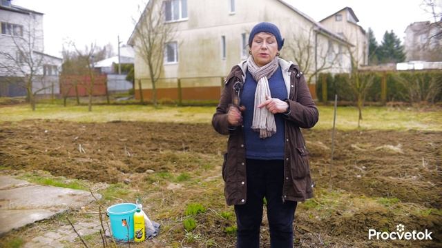 НЕ ВЗДУМАЙТЕ ВЫКОПАТЬ! Даже черные розы можно спасти, если полить их этим коктейлем смотреть онлайн