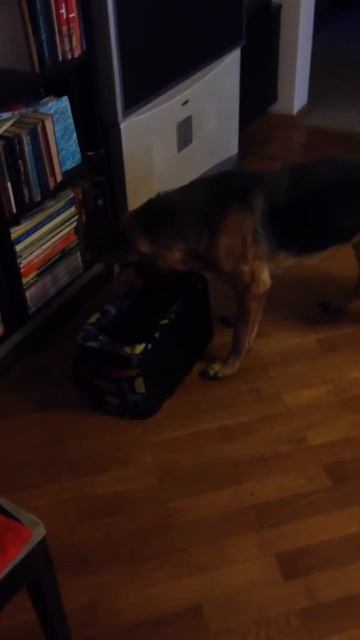 Дэви и переноска смотреть онлайн