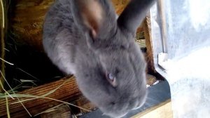 Домашнее кролиководство