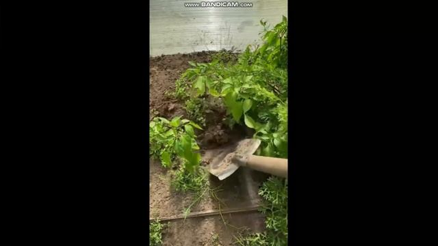 Хитрости для огородников смотреть онлайн