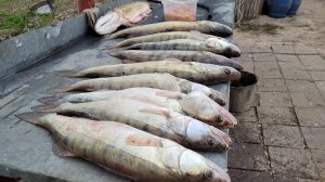 ЛОВЛЯ СУДАКА и ЩУКИ в конце МАРТА. Рыбалка в Астраханской обл. 2025 - ТРОЛЛИНГ в ОДИН СПИННИНГ