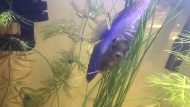 Discus eating flakes!? смотреть онлайн
