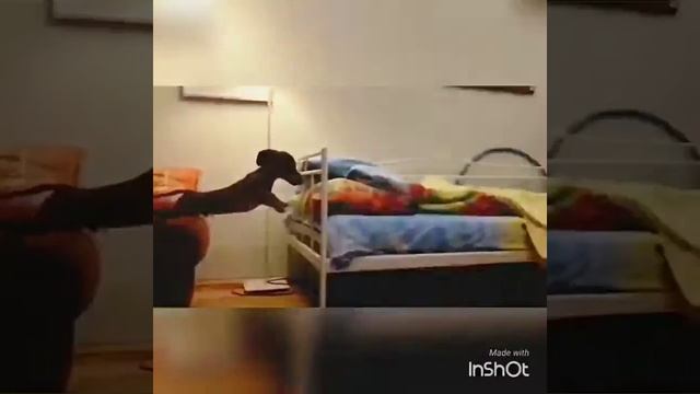 Такса прыгает! смотреть онлайн