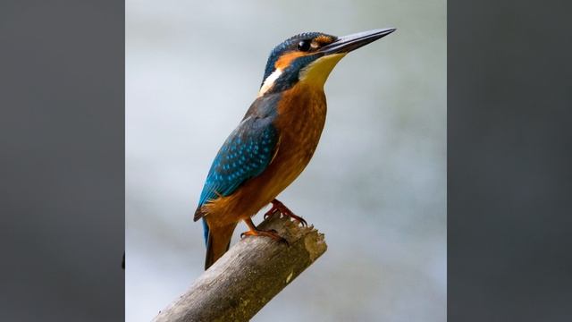 Goldfinch смотреть онлайн