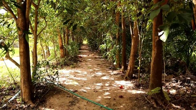 อุโมงค์ต้นไม้ควรปลูกห่างกี่เมตร..ถึงจะไม่มีปัญหาในภายหลัง??