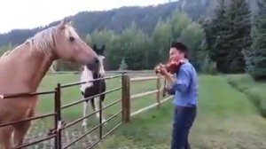 Музыка и лошади