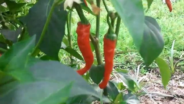 cayenne chili смотреть онлайн