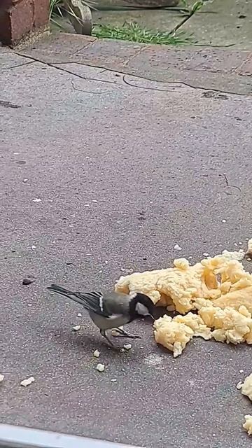 Great Tit