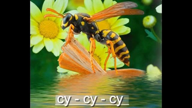 Логопедическая распевка Оса