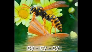 Логопедическая распевка Оса