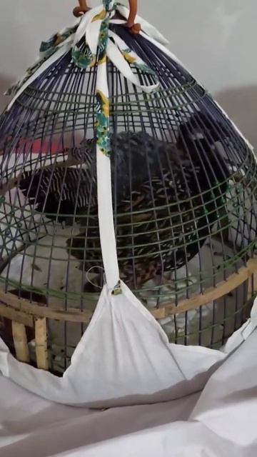 Kala Teetar Ki Awaz | Black Francolin Voices | Sindhi Teetar Voices