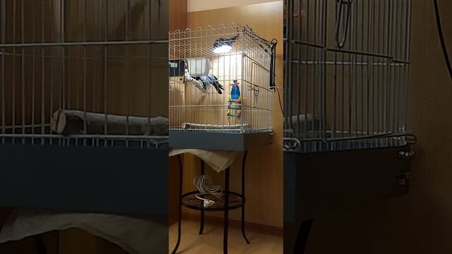 Галка Маша поёт