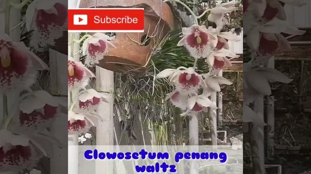 Pesona clowosetum penang walt #full blooming смотреть онлайн