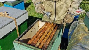 Как не нужно покупать пчёл...