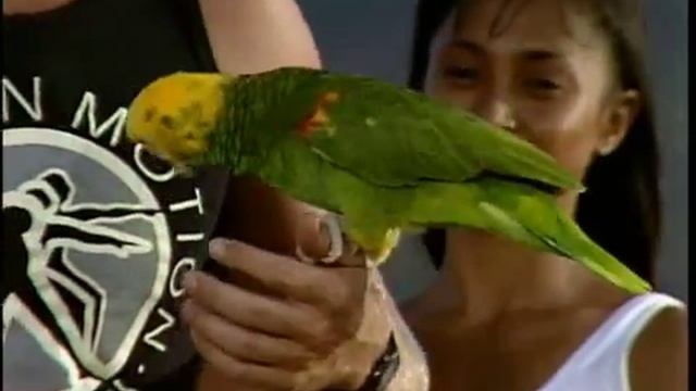 Poncho The Singing Bird