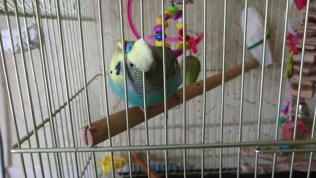 Никто не почешет Крошу) смотреть онлайн