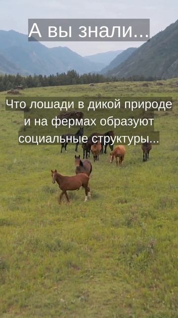 Факт про лошадей #shortsvideo #shortvideo #youtubeshorts #shorts #youtubeshorts смотреть онлайн