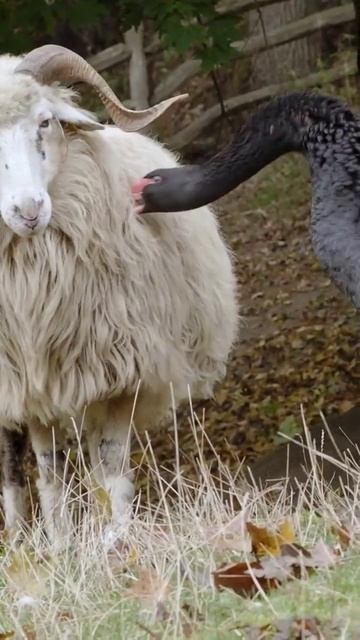 Black swan attacks sheep. #funny #action #animals смотреть онлайн