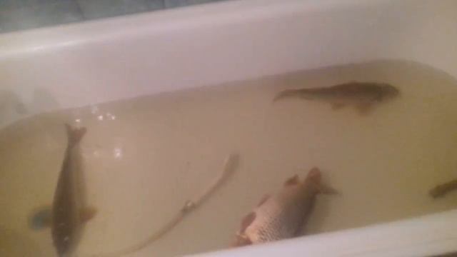 Поймала карпа и они плавают у меня дома 😊