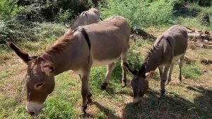 Ничего на свете лучше нету, чем бродить друзьям по белу свету