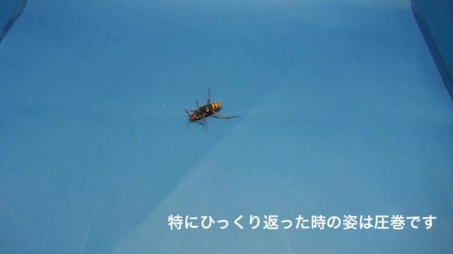 『ハチそっくりなカミキリムシ』トラフカミキリ Xylotrechus chinensis [The long-horned beetle which performs mimesis on wasp смотреть онлайн