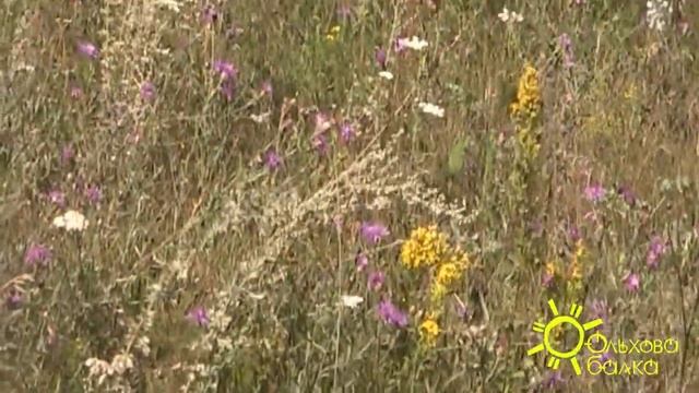 Парк Ольховая балка смотреть онлайн