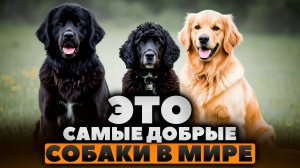 САМЫЕ ДОБРЫЕ СОБАКИ В МИРЕ