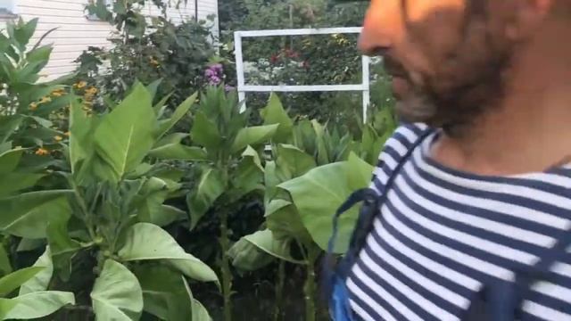 КАК ВЫРАСТИТЬ ТАБАК У СЕБЯ НА ОГОРОДЕ? смотреть онлайн