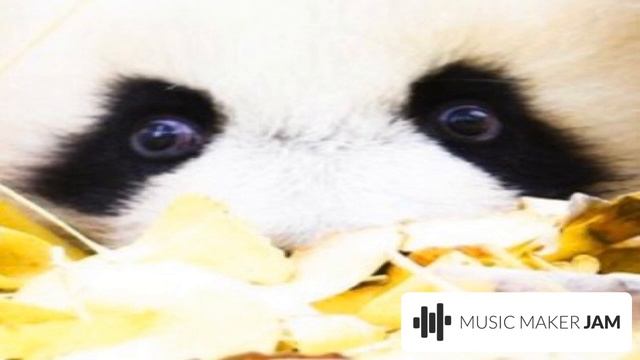 panda shuffle смотреть онлайн