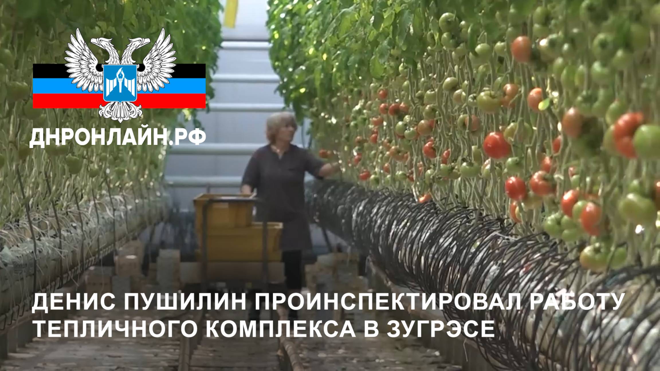Денис Пушилин проинспектировал работу тепличного комплекса в Зугрэсе смотреть онлайн