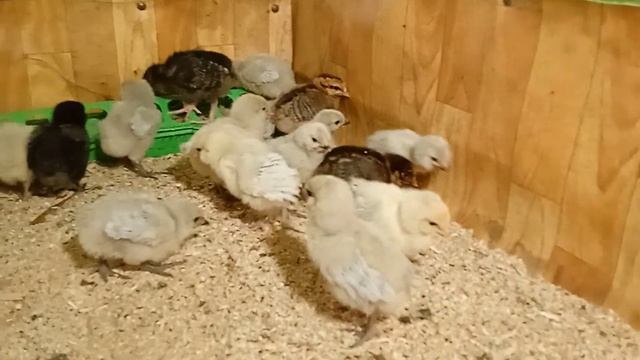 Амераукашкам неделя, переселила с коробки в брудер 😀 #цыплята #амераукана #лаванда #порода #цыпа смотреть онлайн