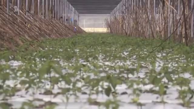 Value of Organic Seed смотреть онлайн