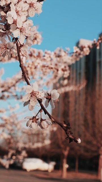 Цветущие вишни под звуки музыки: весенняя симфония природы