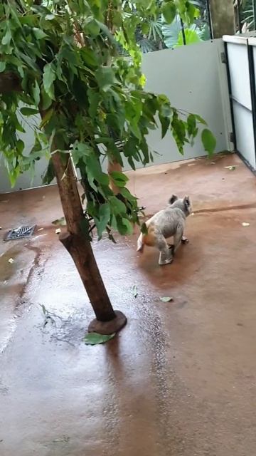 Most active koala 🐨 i have ever seen!! смотреть онлайн
