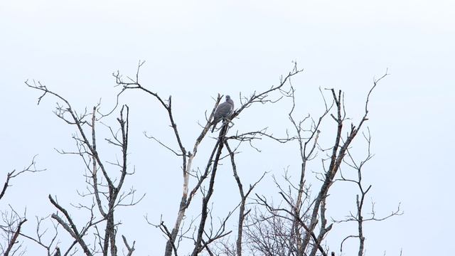 Вяхирь на дереве (токует) смотреть онлайн