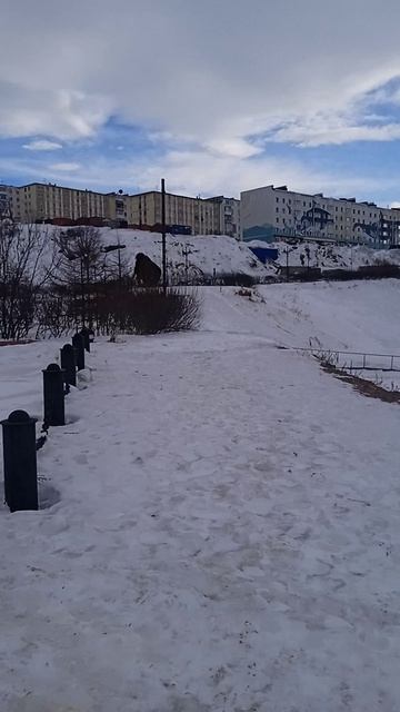 Касатку выбросило на берег