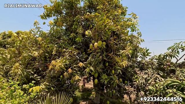 World best mangoes | Mango farming Sindh | Unique mango variety in Pakistan смотреть онлайн