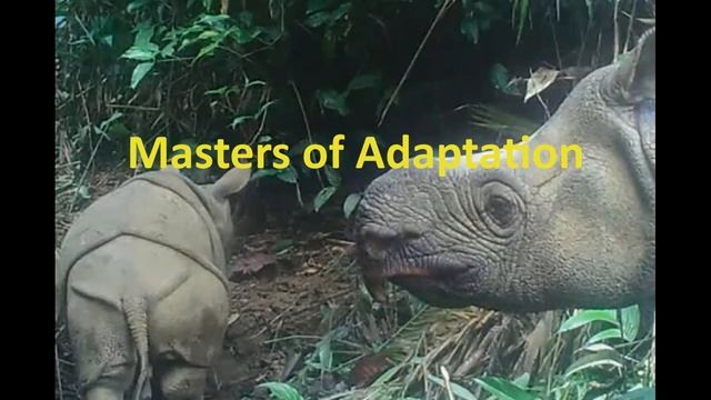 Javan Rhino: The Last Guardians of a Forgotten Era #rhino #java #animals смотреть онлайн