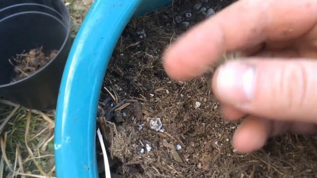 Chufa (Cyperus esculentus) Harvest, Cleaning and Tasting - Ninja Gardening - Episode 75 смотреть онлайн