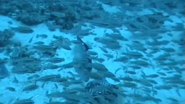 Great Barrier Reef fish survey 7163, Green zone, North Reef (North), (highlight) смотреть онлайн
