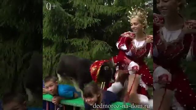 Шоу с животными: мини-пиги, ламы, пони смотреть онлайн