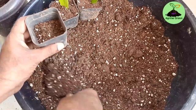 Zz ചെടി ഇലയില് നിന്നും ഈസീ ആയി ഉണ്ടാക്കാം . Zz Plant Leaf Propogation