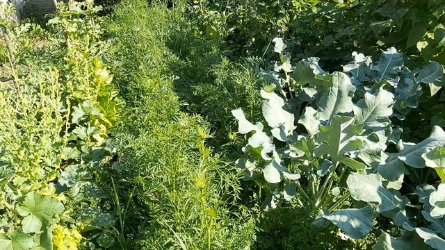 De ce infloresc morcovii смотреть онлайн